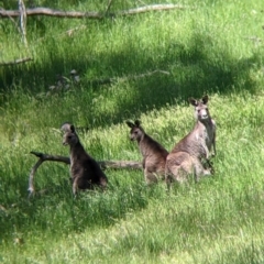 Macropus giganteus (Eastern Grey Kangaroo) at Wises Creek Nature Conservation Reserve - 19 Oct 2021 by Darcy