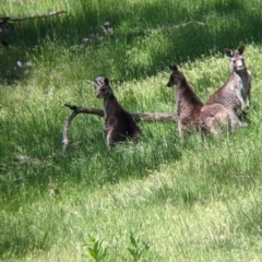 Macropus giganteus at Talgarno, VIC - 19 Oct 2021 02:49 PM