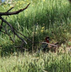 Platycercus eximius at Talgarno, VIC - 19 Oct 2021 02:50 PM