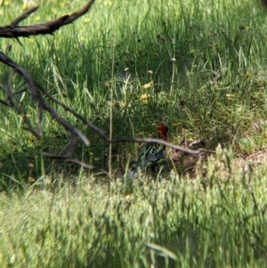 Platycercus eximius at Talgarno, VIC - 19 Oct 2021 02:50 PM