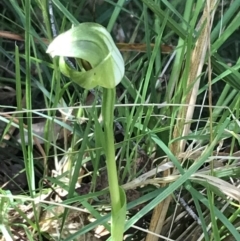 Pterostylis curta (Blunt Greenhood) at Tidbinbilla Nature Reserve - 9 Oct 2021 by Tapirlord