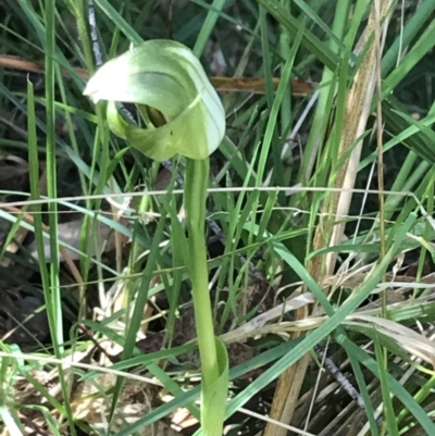 Pterostylis curta (Blunt Greenhood) at Paddys River, ACT - 9 Oct 2021 by Tapirlord