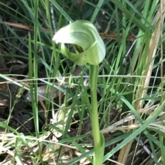 Pterostylis curta at Paddys River, ACT - suppressed