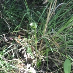 Pterostylis curta at Paddys River, ACT - suppressed