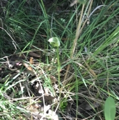 Pterostylis curta at Paddys River, ACT - 9 Oct 2021