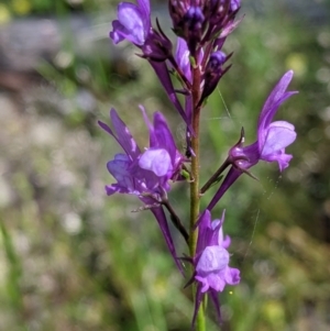 Linaria pelisseriana at Talgarno, VIC - 19 Oct 2021