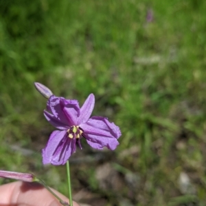 Arthropodium strictum at Talgarno, VIC - 19 Oct 2021 03:02 PM