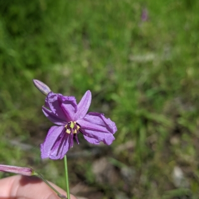 Arthropodium strictum (Chocolate Lily) at Talgarno, VIC - 19 Oct 2021 by Darcy