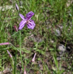 Arthropodium strictum at Talgarno, VIC - 19 Oct 2021 03:02 PM