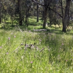 Arthropodium strictum at Talgarno, VIC - 19 Oct 2021 03:02 PM
