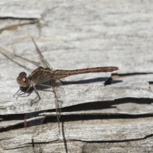 Diplacodes bipunctata at Bruce, ACT - 19 Oct 2021