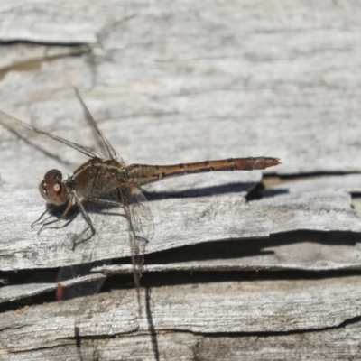 Diplacodes bipunctata (Wandering Percher) at Bruce Ridge - 19 Oct 2021 by AlisonMilton