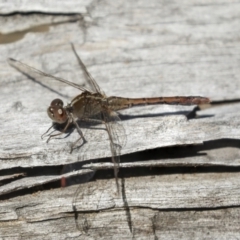 Diplacodes bipunctata at Bruce, ACT - 19 Oct 2021