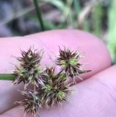 Luzula meridionalis at Paddys River, ACT - 9 Oct 2021