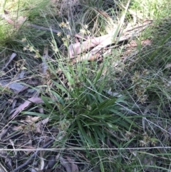 Luzula meridionalis at Paddys River, ACT - 9 Oct 2021