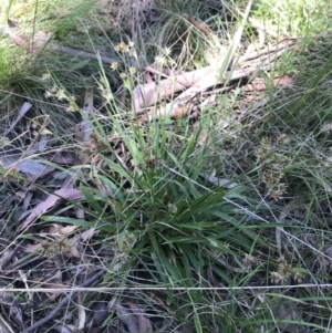 Luzula meridionalis at Paddys River, ACT - 9 Oct 2021