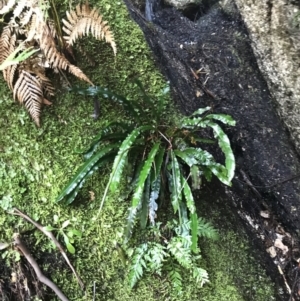 Blechnum patersonii subsp. patersonii at Paddys River, ACT - suppressed