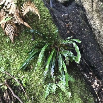 Blechnum patersonii subsp. patersonii (Strap Water Fern) at Paddys River, ACT - 9 Oct 2021 by Tapirlord