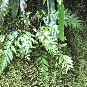 Asplenium gracillimum at Paddys River, ACT - suppressed