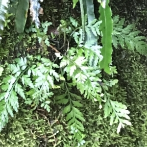 Asplenium gracillimum at Paddys River, ACT - suppressed