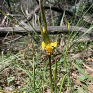 Diuris sulphurea at Ainslie, ACT - 19 Oct 2021