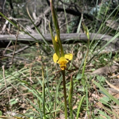Diuris sulphurea (Tiger Orchid) at Mount Ainslie - 19 Oct 2021 by DGilbert