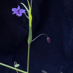 Arthropodium minus (Small Vanilla Lily) at Mount Ainslie - 19 Oct 2021 by DGilbert