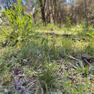 Arthropodium minus at Ainslie, ACT - 19 Oct 2021 03:11 PM