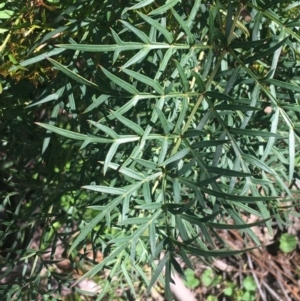 Polyscias sambucifolia subsp. Bipinnate leaves (J.H.Ross 3967) Vic. Herbarium at O'Connor, ACT - 19 Oct 2021