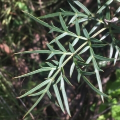 Polyscias sambucifolia subsp. Bipinnate leaves (J.H.Ross 3967) Vic. Herbarium at O'Connor, ACT - 19 Oct 2021