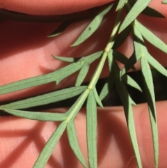 Polyscias sambucifolia subsp. Bipinnate leaves (J.H.Ross 3967) Vic. Herbarium at O'Connor, ACT - 19 Oct 2021