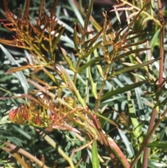 Polyscias sambucifolia subsp. Bipinnate leaves (J.H.Ross 3967) Vic. Herbarium at O'Connor, ACT - 19 Oct 2021