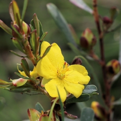 Hibbertia obtusifolia (Grey Guinea-flower) at Albury - 16 Oct 2021 by KylieWaldon