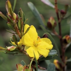 Hibbertia obtusifolia (Grey Guinea-flower) at Nail Can Hill - 16 Oct 2021 by KylieWaldon
