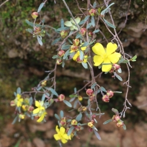 Hibbertia obtusifolia at Albury, NSW - 16 Oct 2021