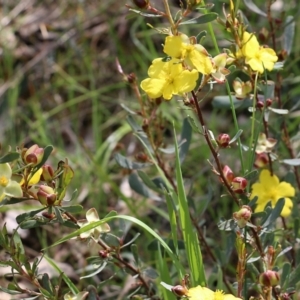 Hibbertia obtusifolia at Albury, NSW - 16 Oct 2021 12:52 PM