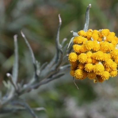 Chrysocephalum semipapposum (Clustered Everlasting) at Nail Can Hill - 16 Oct 2021 by KylieWaldon