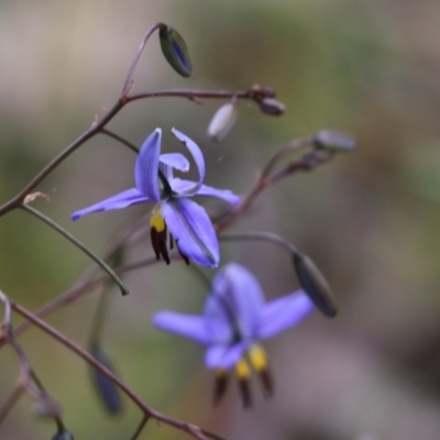 Dianella revoluta var. revoluta (Black-Anther Flax Lily) at Glenroy, NSW - 16 Oct 2021 by KylieWaldon