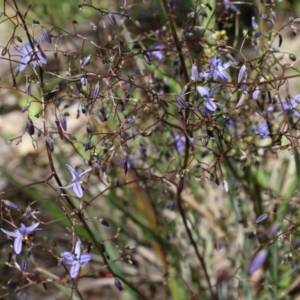 Dianella revoluta var. revoluta at Glenroy, NSW - 16 Oct 2021