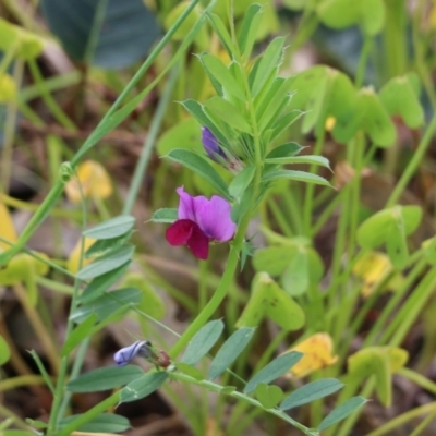 Vicia sativa (Common Vetch) at Nail Can Hill - 16 Oct 2021 by KylieWaldon