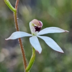 Caladenia cucullata (Lemon Caps) at Black Mountain - 19 Oct 2021 by RobG1