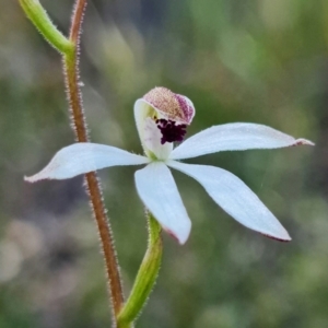 Caladenia cucullata at Acton, ACT - 19 Oct 2021