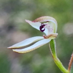 Caladenia cucullata at Acton, ACT - 19 Oct 2021