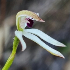 Caladenia cucullata at Acton, ACT - 19 Oct 2021