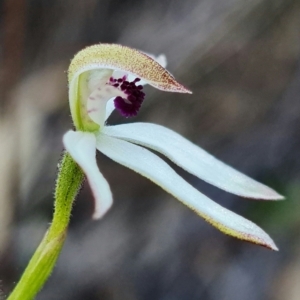 Caladenia cucullata at Acton, ACT - 19 Oct 2021