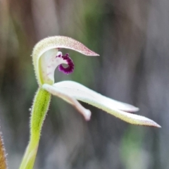 Caladenia cucullata at Acton, ACT - suppressed