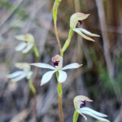 Caladenia cucullata at Acton, ACT - 19 Oct 2021