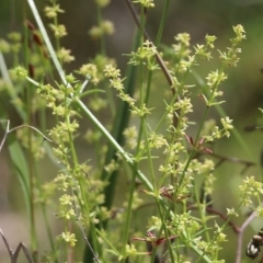 Galium gaudichaudii (Rough Bedstraw) at Glenroy, NSW - 16 Oct 2021 by KylieWaldon