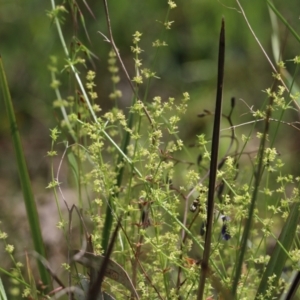 Galium gaudichaudii at Glenroy, NSW - 16 Oct 2021