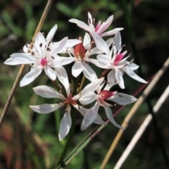 Burchardia umbellata (Milkmaids) at Albury - 16 Oct 2021 by KylieWaldon